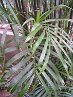 Chamaedorea Seifrizii (fam. Arecacees) (Amerique centrale) (1) (Photo F. Mrugala)